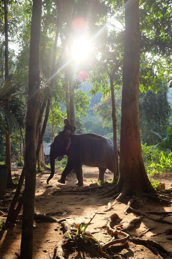 Tayland-Ko-Chang-Adasi-14