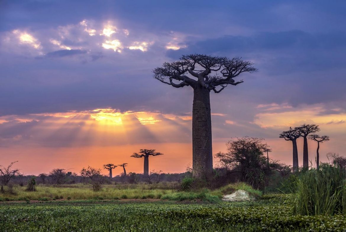 Afrika Gezilecek Yerler- Madagaskar - Gezilecek Yerler - FilGezi