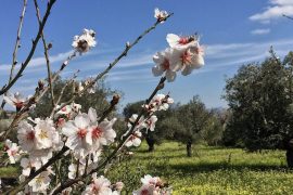 datca badem cicegi festivali