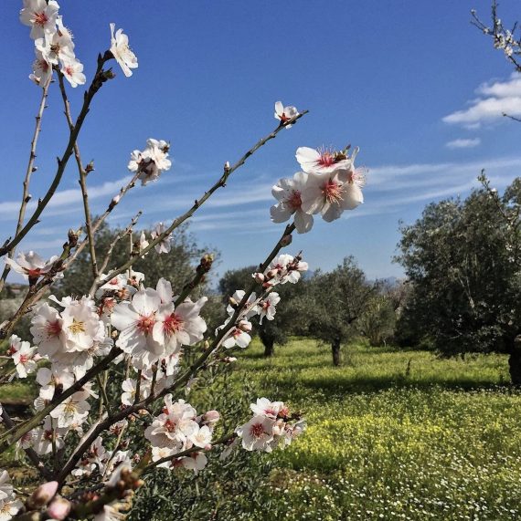 datca badem cicegi festivali